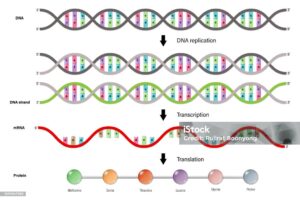 Diagram of DNA replication, Transcription and Translation.