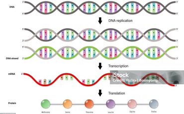 Diagram of DNA replication, Transcription and Translation.